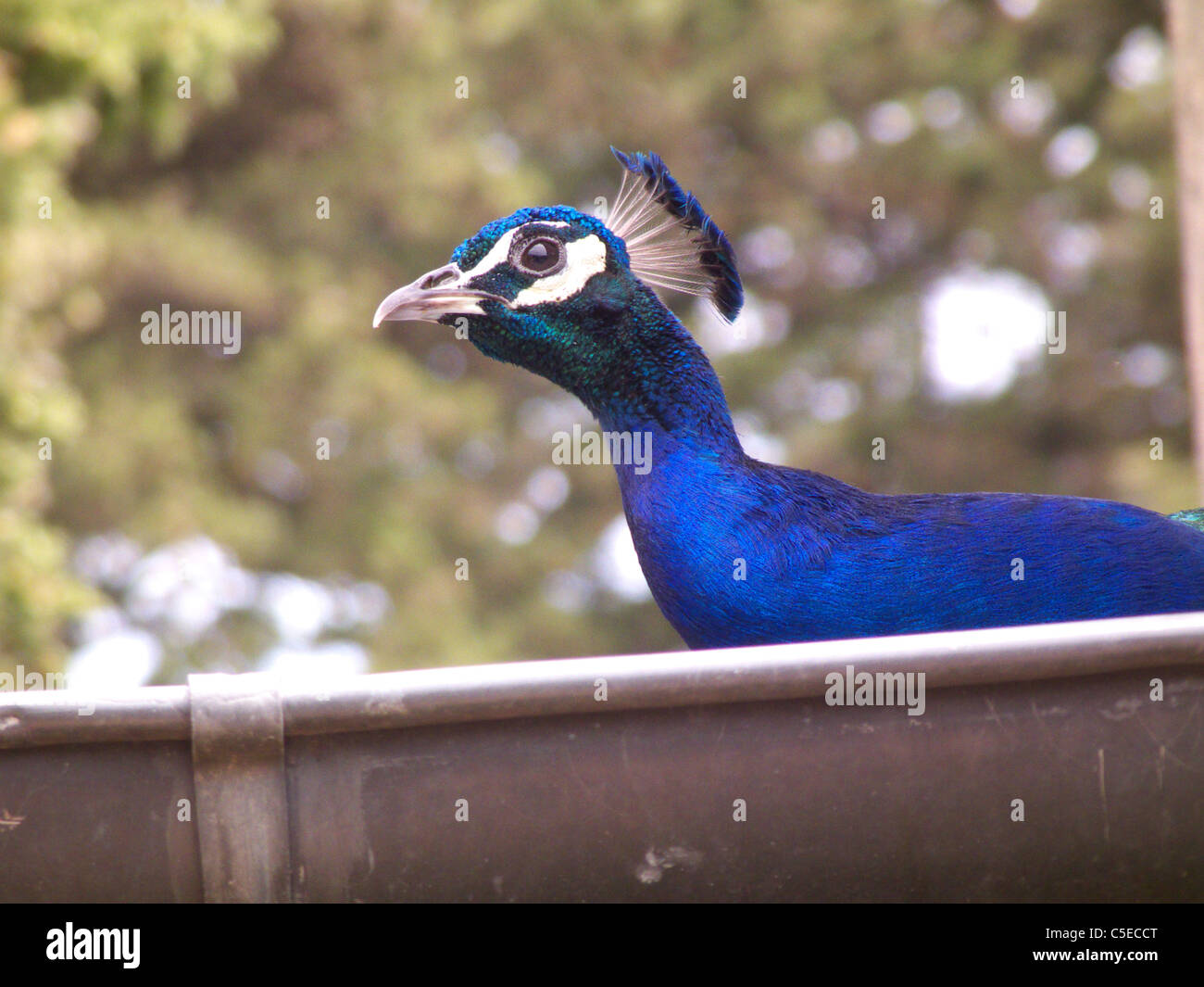 Marqueyssac Gärten, ein Pfau schaut aus einem niedrigen Dach. Dordogne-Frankreich. Sehenswürdigkeiten, Landschaft, Geschmack und Geruch von Frankreich Stockfoto