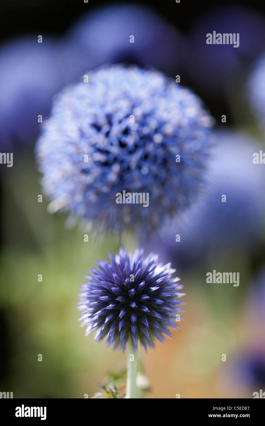 Echinops Ritro Veitchs. Globe Distel Blumen in einem englischen Garten Stockfoto