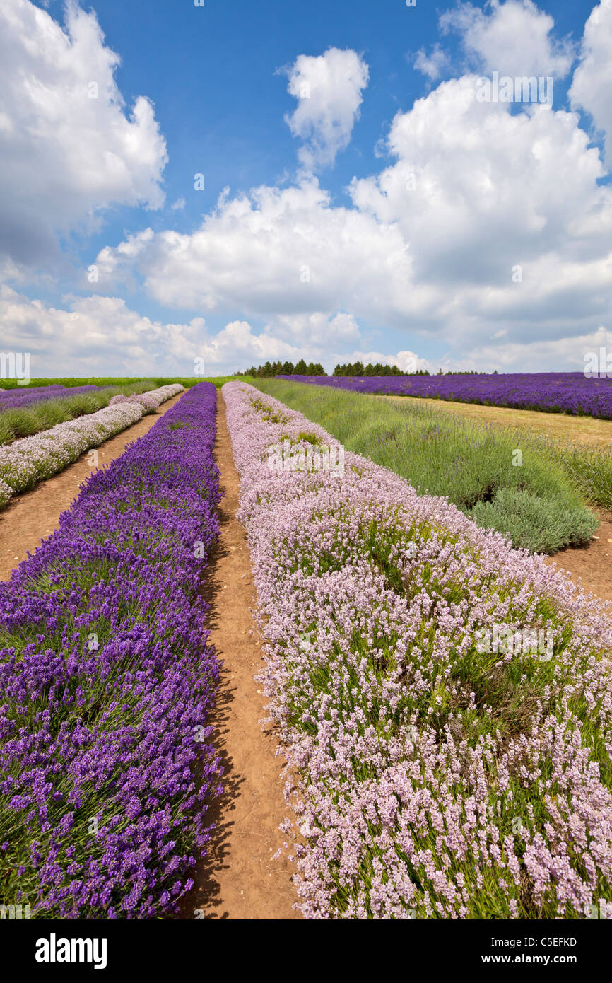 Reihen englischer Lavendelpflanzen auf der snowshill Lavendelfarm cotswolds england gb europa Stockfoto