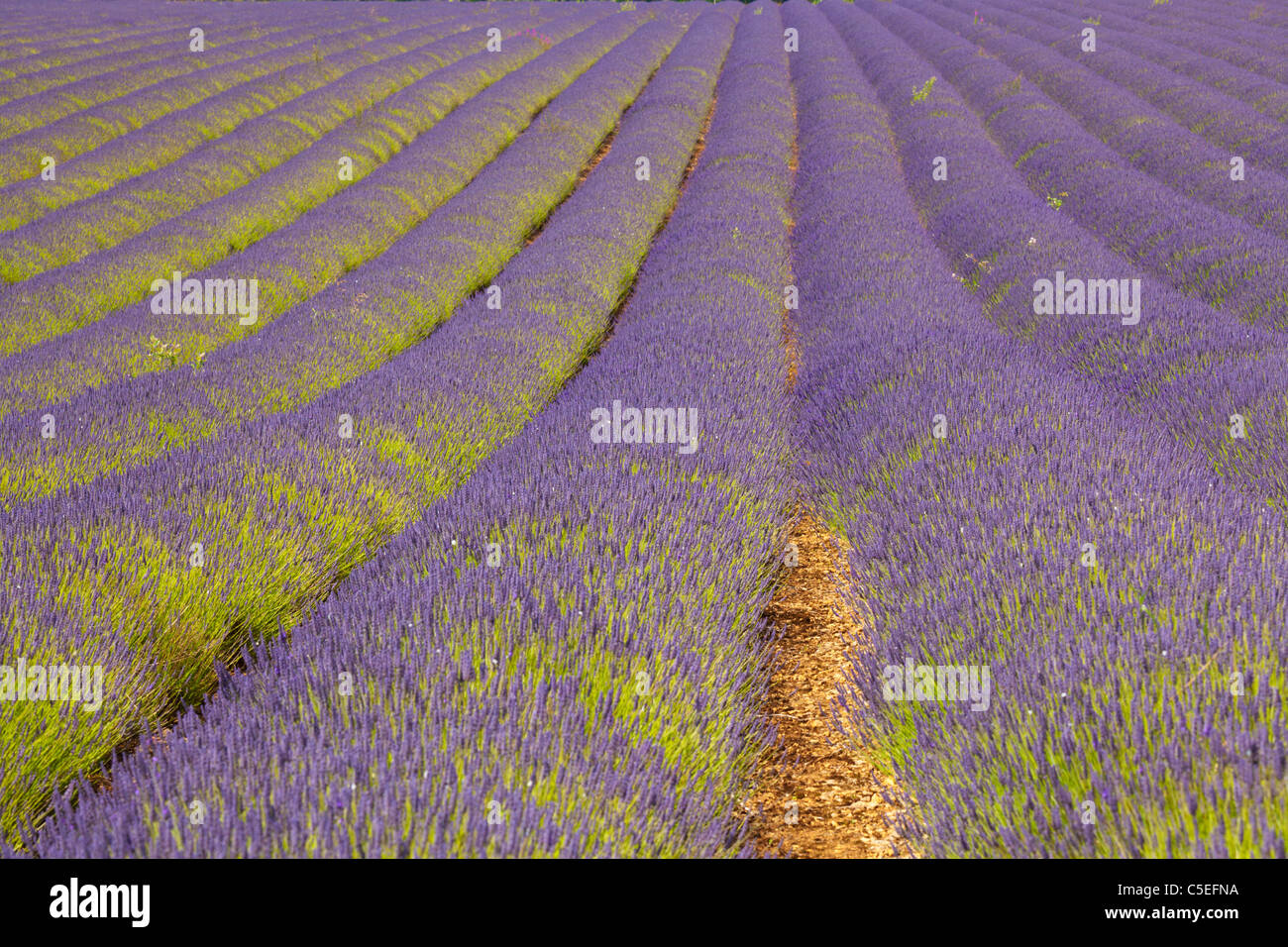 Reihen von Snowshill Lavendel Lavendelpflanzen auf dem Bauernhof Cotswolds England uk gb EU-Europa Stockfoto
