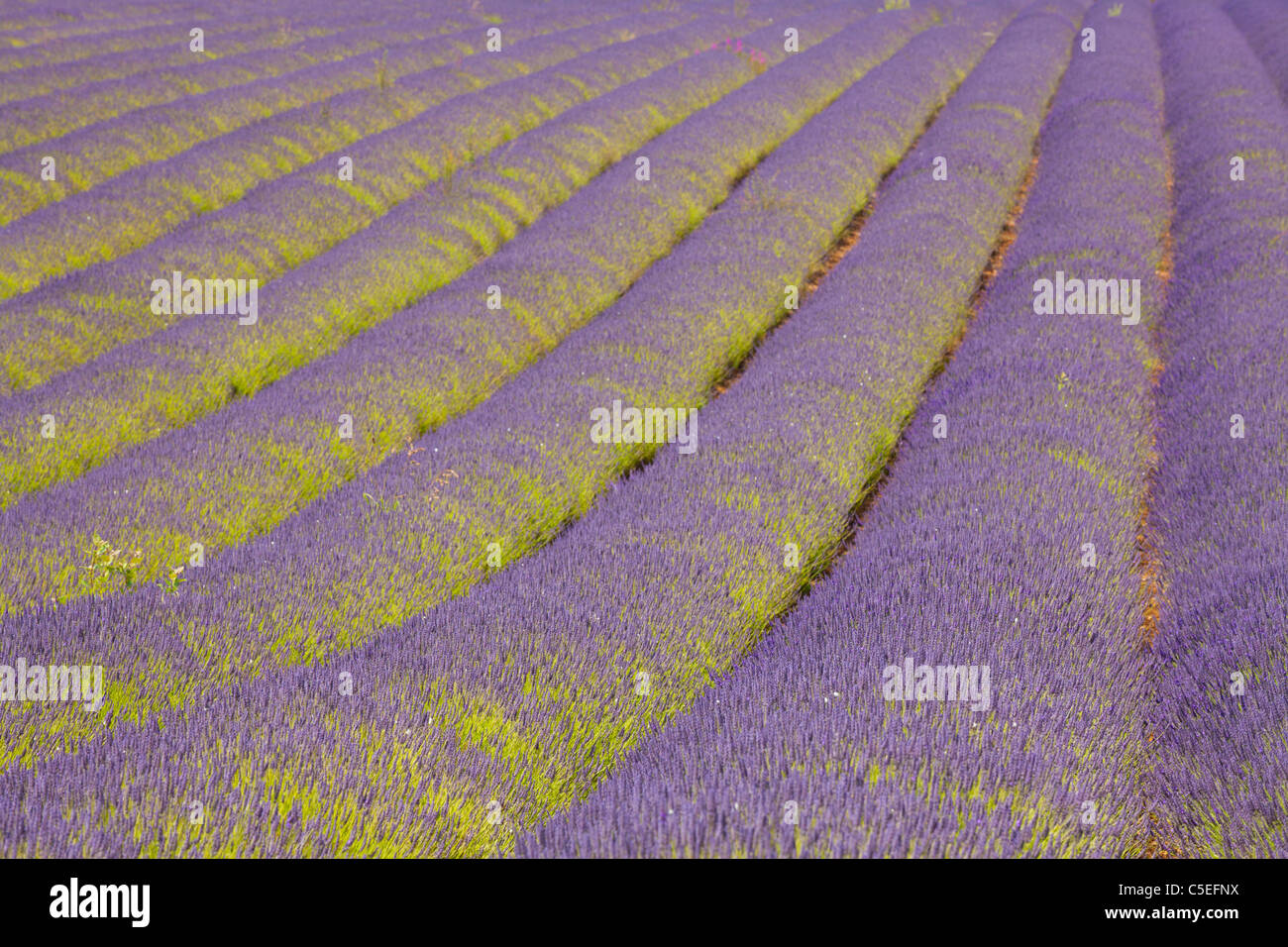 Reihen englischer Lavendelpflanzen in der Touristenattraktion snowshill Lavendelfarm cotswolds england gb europa Stockfoto