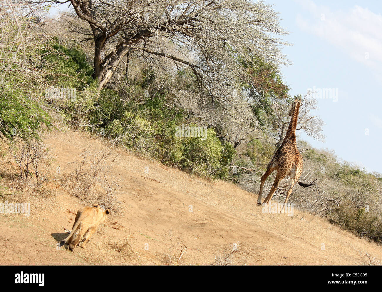 Löwenjunges jagen Giraffe, Phinda Wildreservat, Südafrika Stockfoto