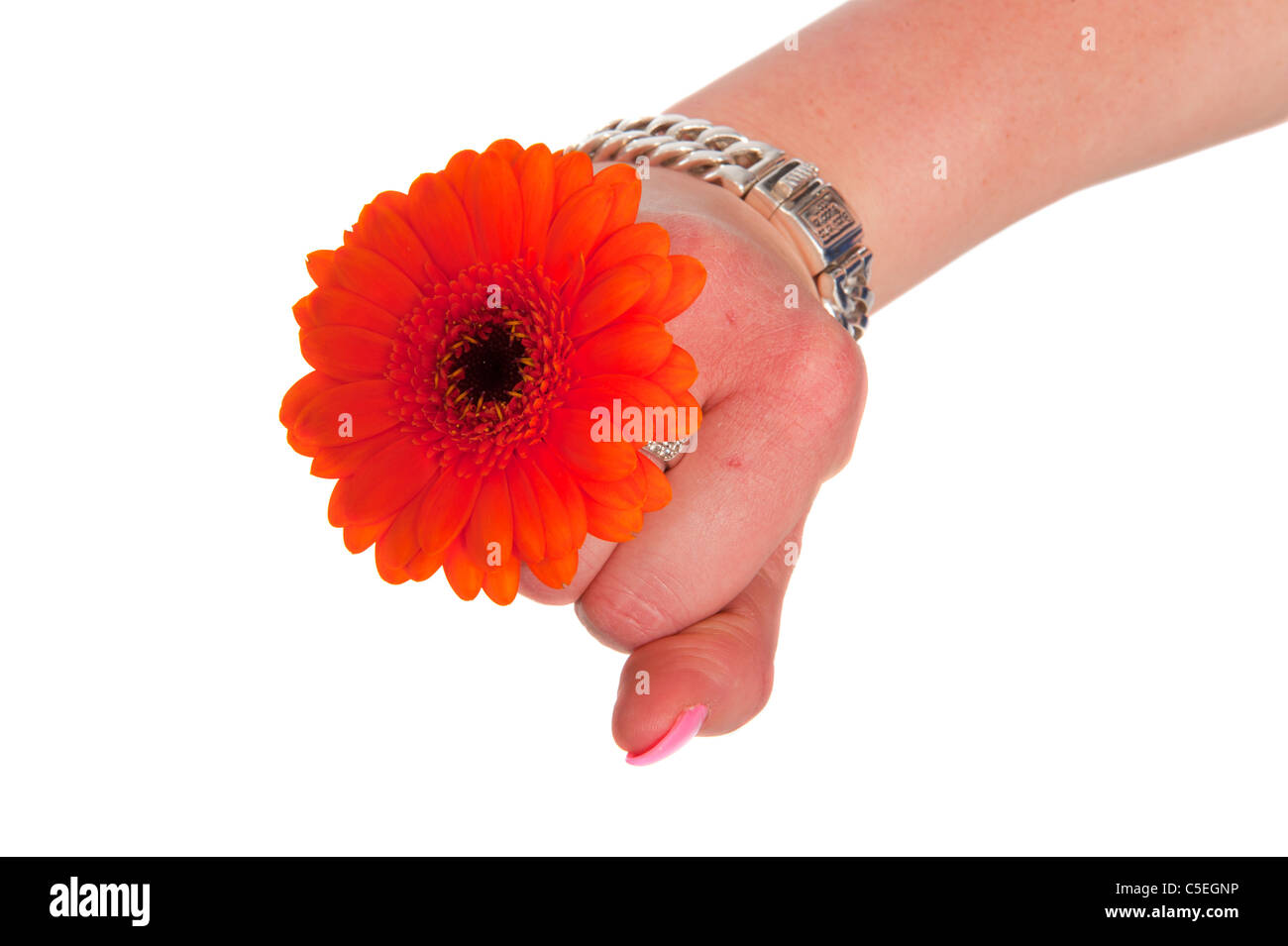 Weibliche Hand hält eine orangefarbene Blume Gerber auf weißem Hintergrund Stockfoto