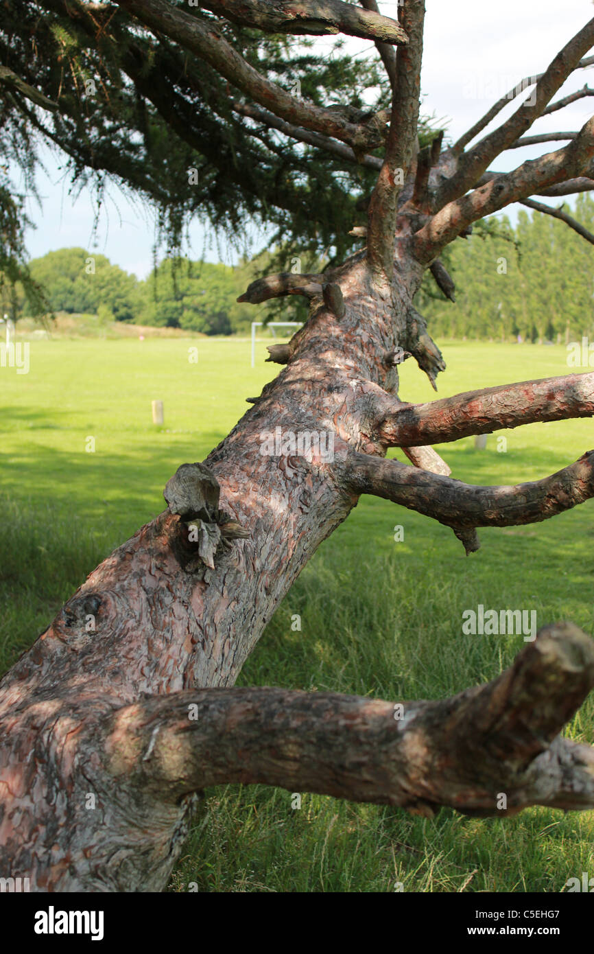 Climping Baum für Kinder in Valbyparken, Kopenhagen, Dänemark Stockfoto