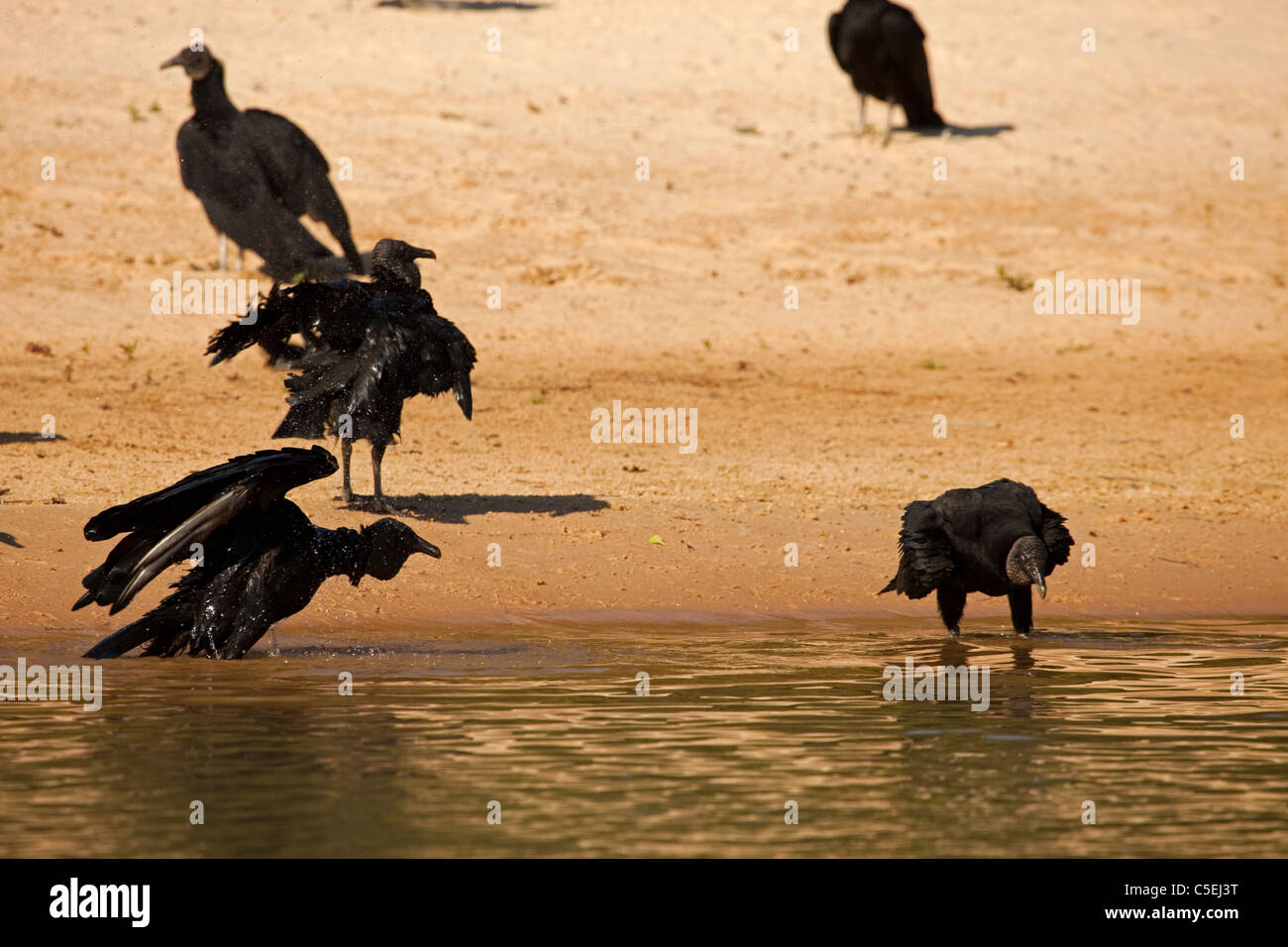 Amerikanische schwarze Geier, Coragyps Atratus, Baden am Fluss, Pantanal-Brasilien. Stockfoto