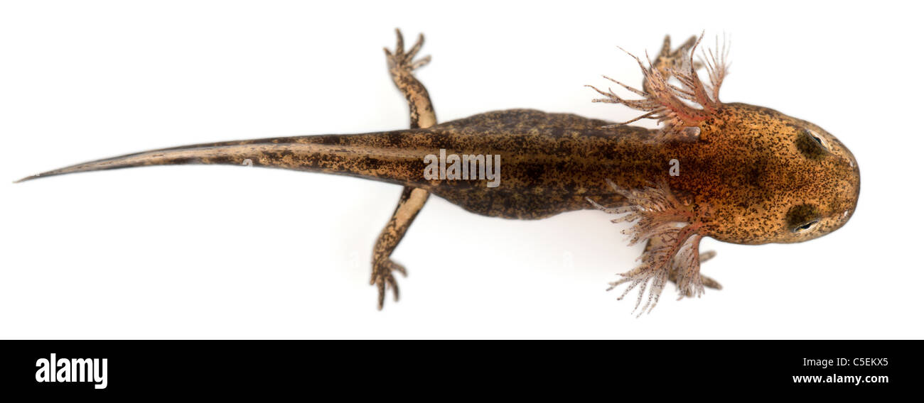 Feuer Salamander Larve zeigt die äußere Kiemen, Salamandra Salamandra, vor weißem Hintergrund Stockfoto