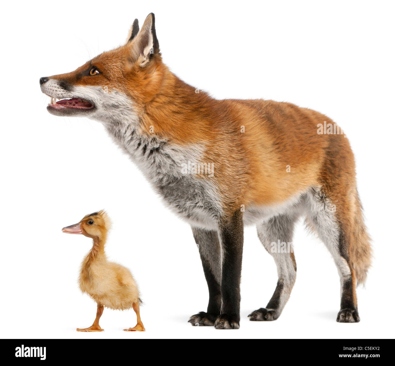 Rotfuchs Vulpes Vulpes, 4 Jahre alt, spielt mit einem inländischen Entlein vor weißem Hintergrund Stockfoto