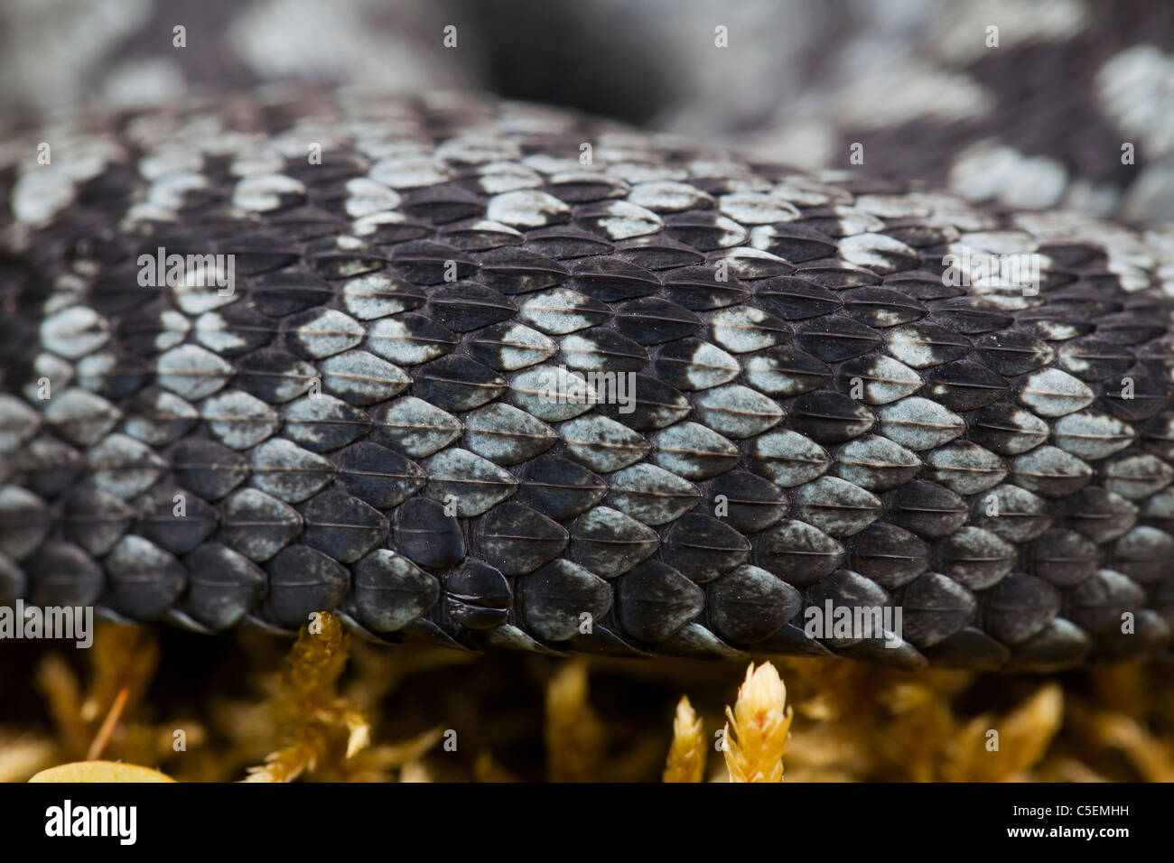 Europäische Kreuzotter (Vipera Berus) zeigt stark gekielt Schuppen, graue Farbe Phase, Schweden Stockfoto