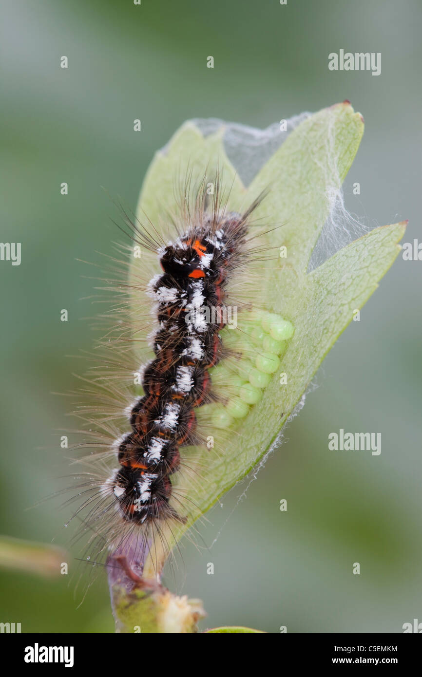Gelbschwanz-Falter-Raupe; Euproctis Similis; auf Blatt; Cornwall Stockfoto