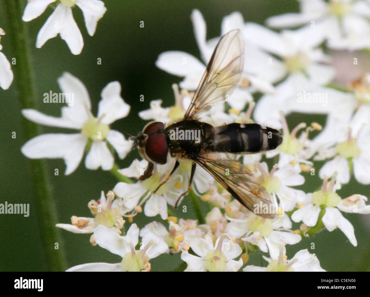Hoverfly, Leucozona Laternaria, Syrphidae, Diptera. Männlich. Stockfoto