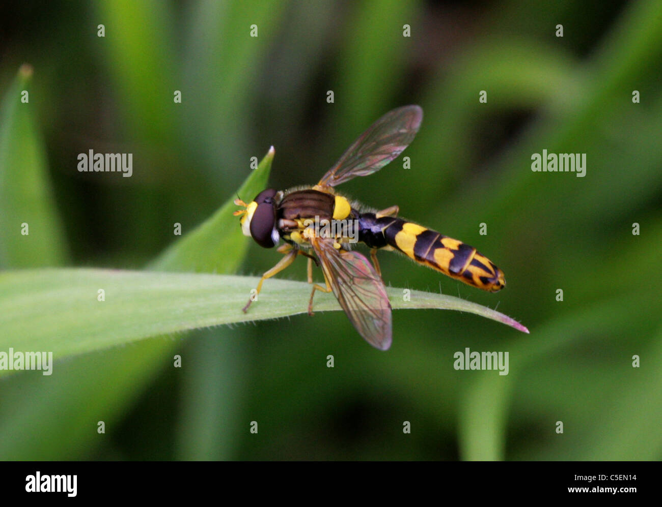 Hoverfly, Sphaerophoria Scripta, Syrphidae, Diptera. Männlich. Stockfoto