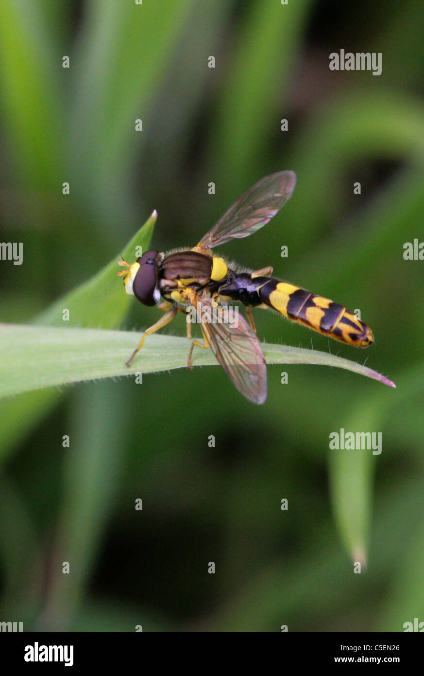 Hoverfly, Sphaerophoria Scripta, Syrphidae, Diptera. Männlich. Stockfoto