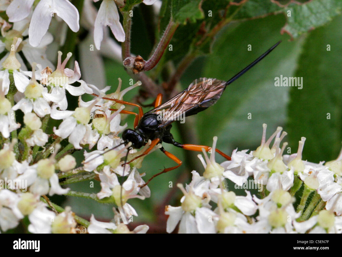 Ichneumon Wasp, Pimpla Hypochondriaca, Hymenoptera, Ichneumonidae, Taillenwespen. Stockfoto