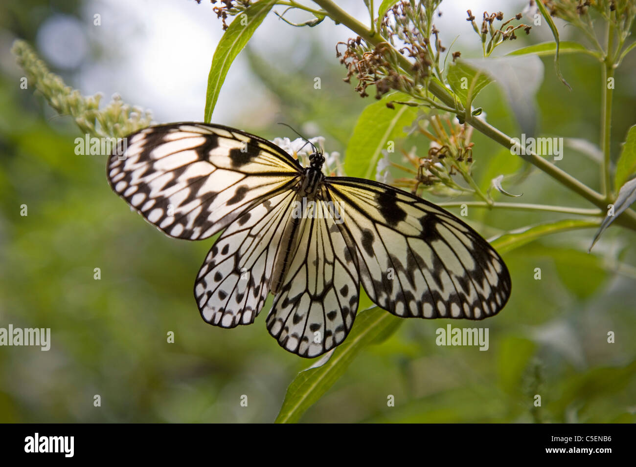 Weißen Baum Nymphe Schmetterling, Idee Leuconoe, gemeinsame nach Malaysia Stockfoto