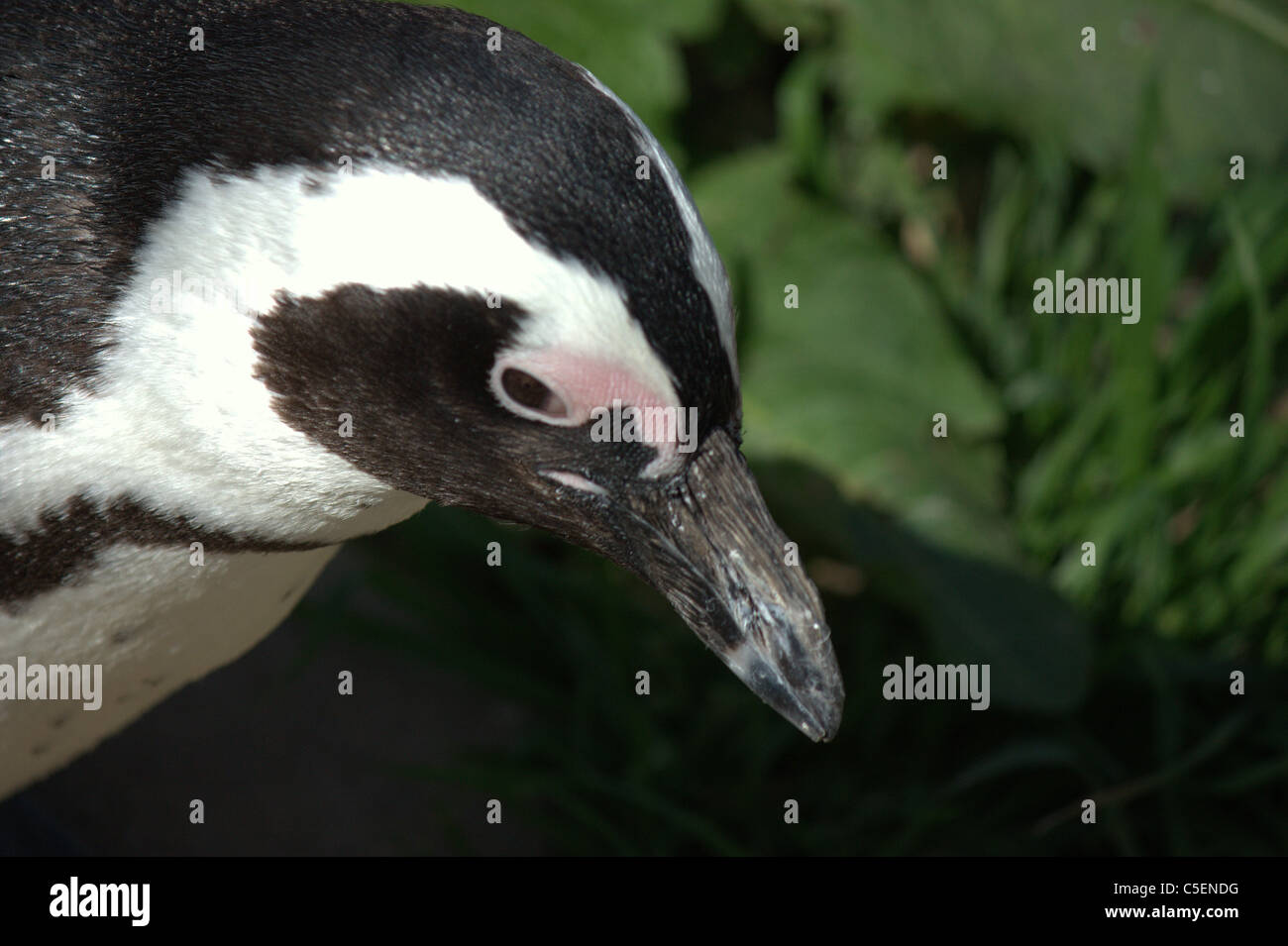 Afrikanische Pinguin im Zoo von bristol Stockfoto