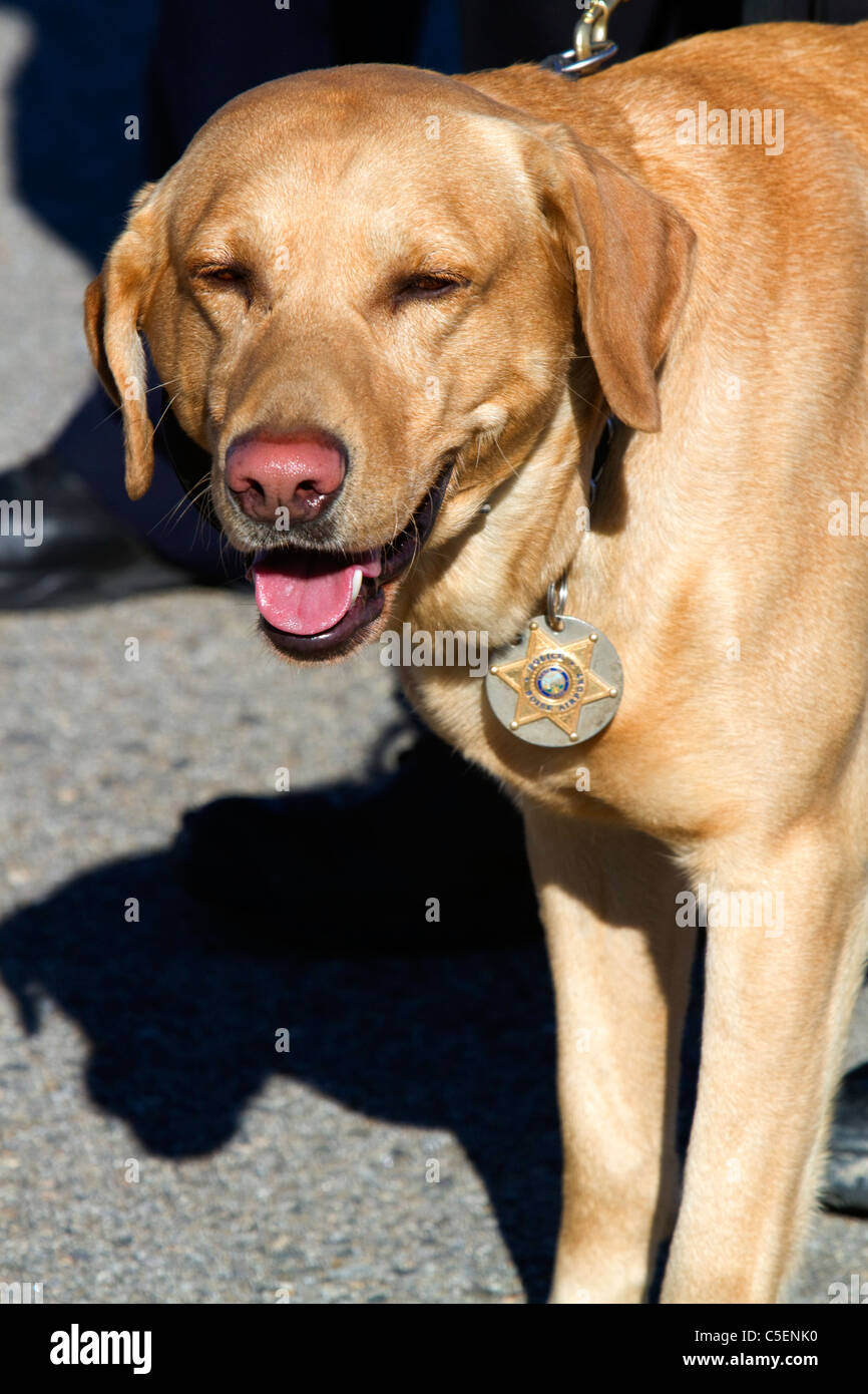 Polizeihund verwendet für sniffing Bomben und Drogen, trägt eine Halsband-Abzeichen in Boise, Idaho, USA. Stockfoto