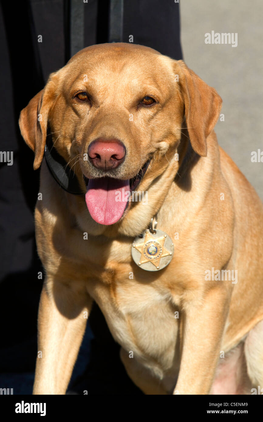Polizeihund verwendet für sniffing Bomben und Drogen, trägt eine Halsband-Abzeichen in Boise, Idaho, USA. Stockfoto