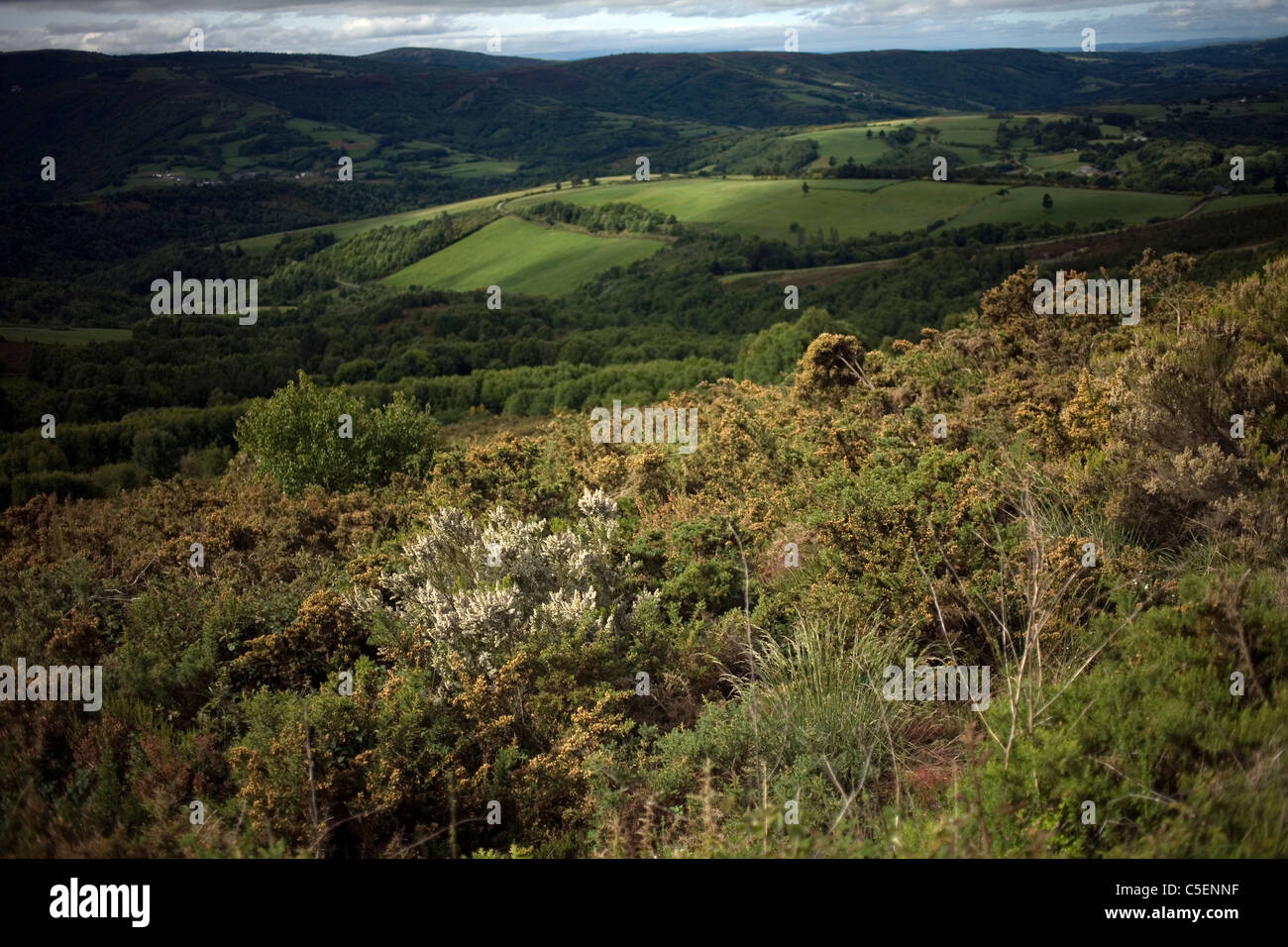 Wiesen in den französischen Weg nach Santiago De Compostela, Spanien, 13. Mai 2011. Stockfoto