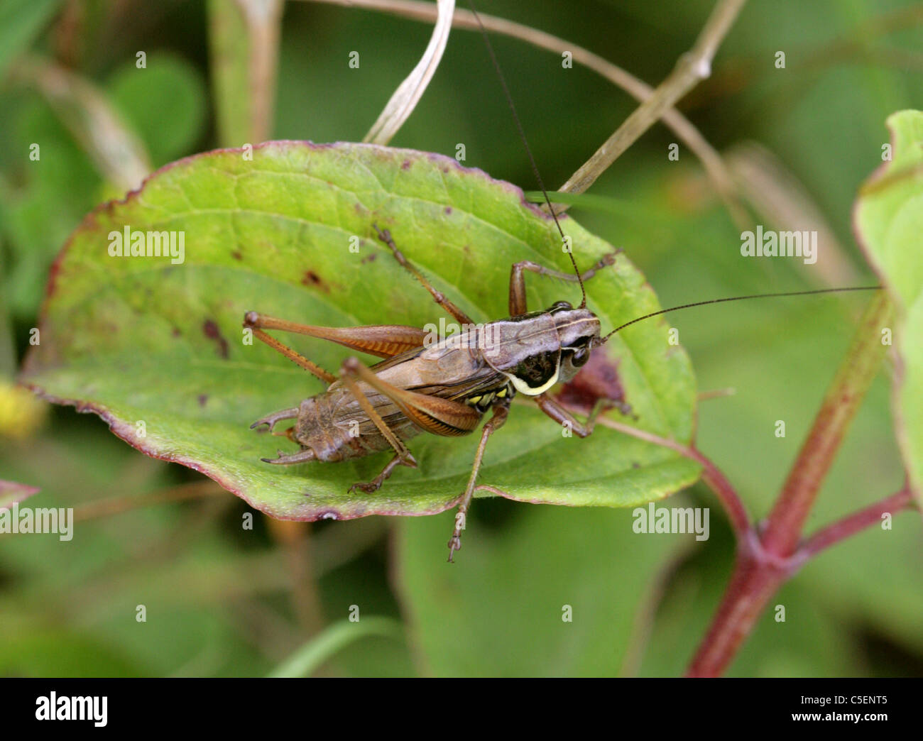 Weibliche Roesel Bush Cricket, Metrioptera Roeseli, Tettigoniidae. (Roesel's Bush-Cricket) Stockfoto