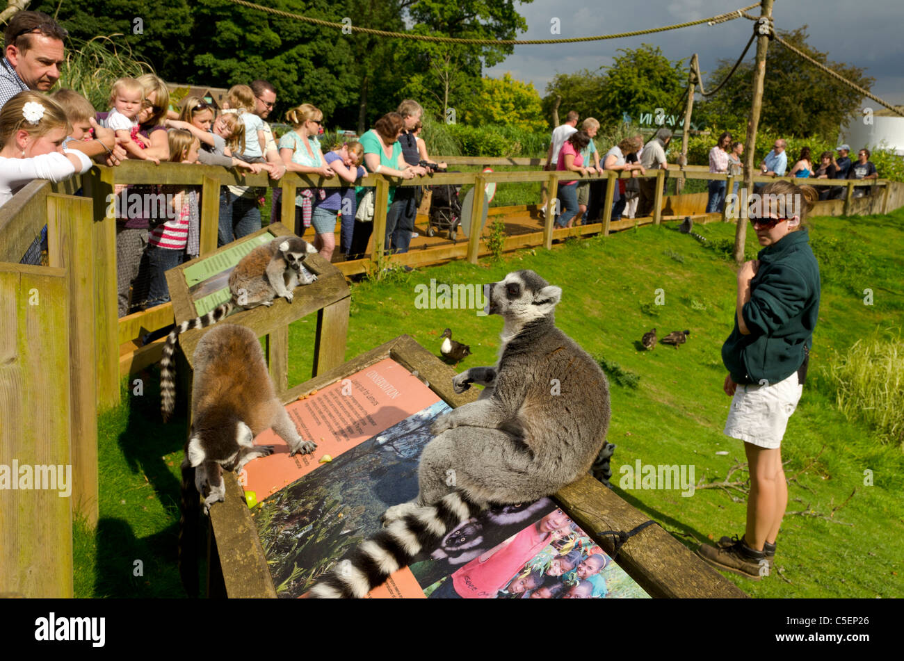 Kattas im Whipsnade Wild Animal Park, England, Großbritannien, Vereinigtes Königreich Stockfoto