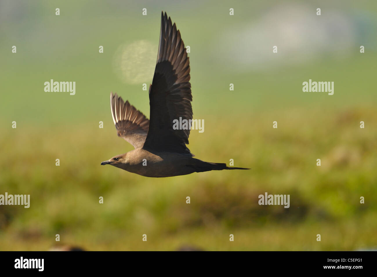 Arctic Skua Stercorarius Parasiticus, Flug, Fetlar, Shetland-Inseln, Schottland Stockfoto