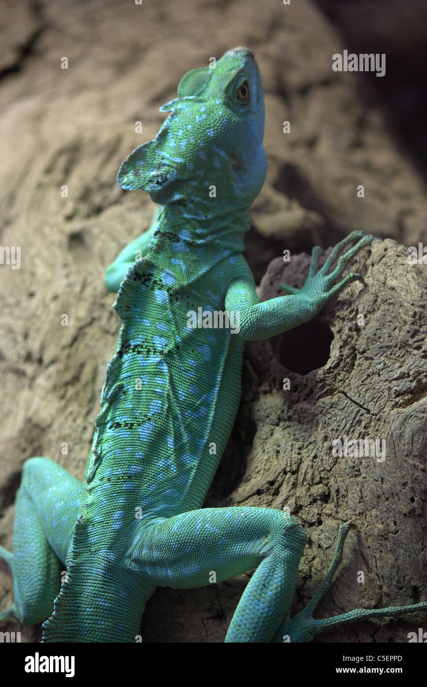 Eidechse (Reptil) grün und blau im Zoo von Bristol gesprenkelt Stockfoto