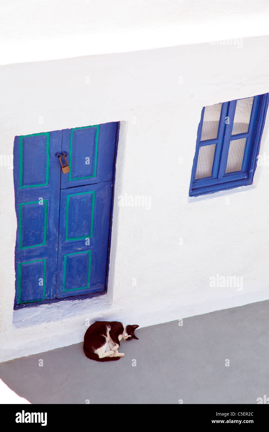 Oia, Santorini, griechische Insel, Griechenland, Europa, schwarze und weiße Katze unter blauen Tür weiß sich rollt, gewaschen nach Hause Stockfoto