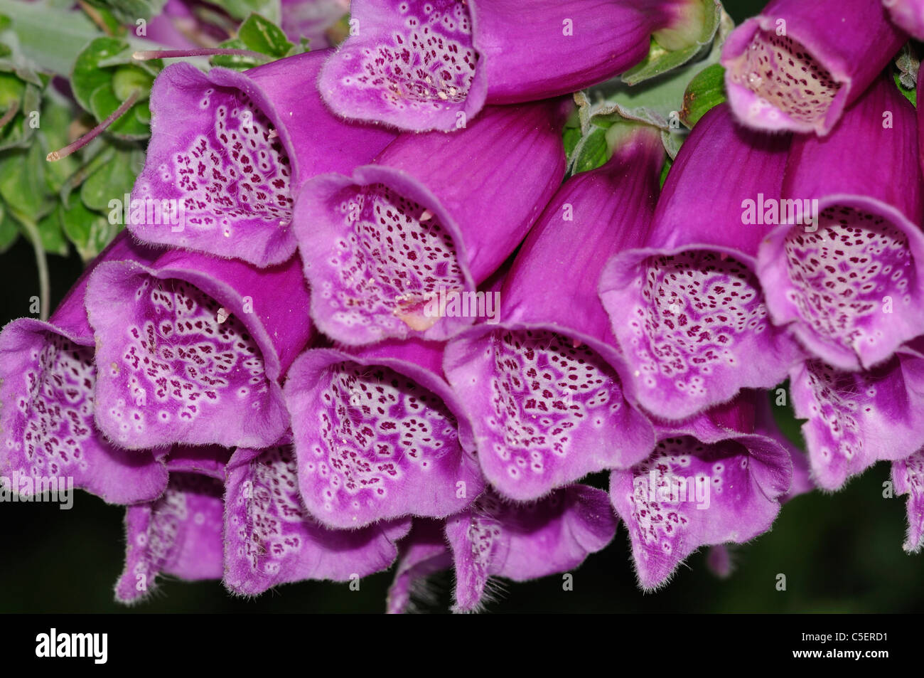 Eine Nahaufnahme der Fingerhut (Digitalis Purpurea) Blumen UK Stockfoto