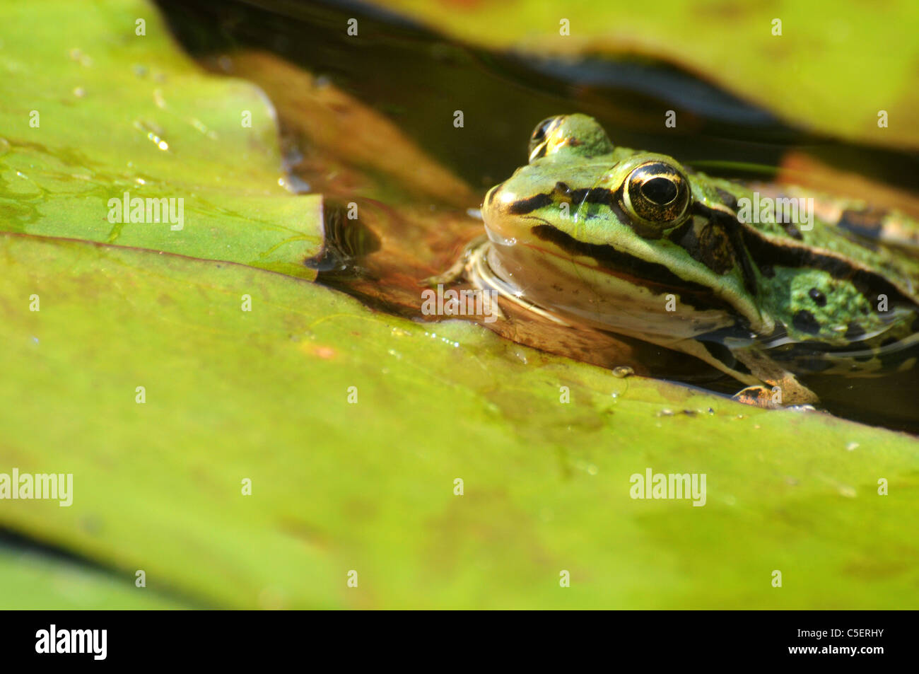 Essbarer frosch und seerose Fotos und Bildmaterial in hoher Auflösung