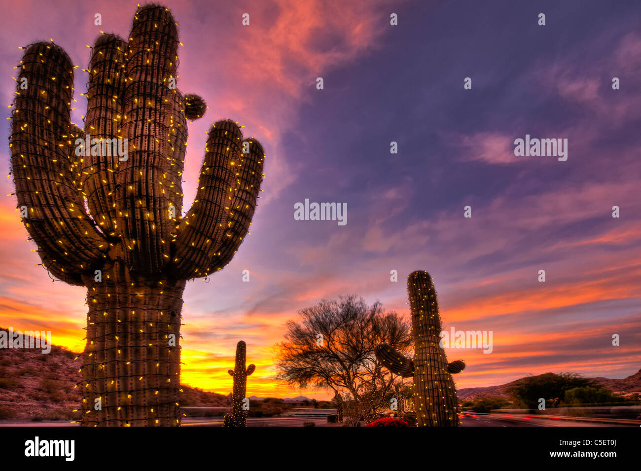 Holiday Saguaro Weihnachtskarten Mit Kaktus & Eulen – 18 Karten + Umschläge (12,7 X 17,8 Cm)