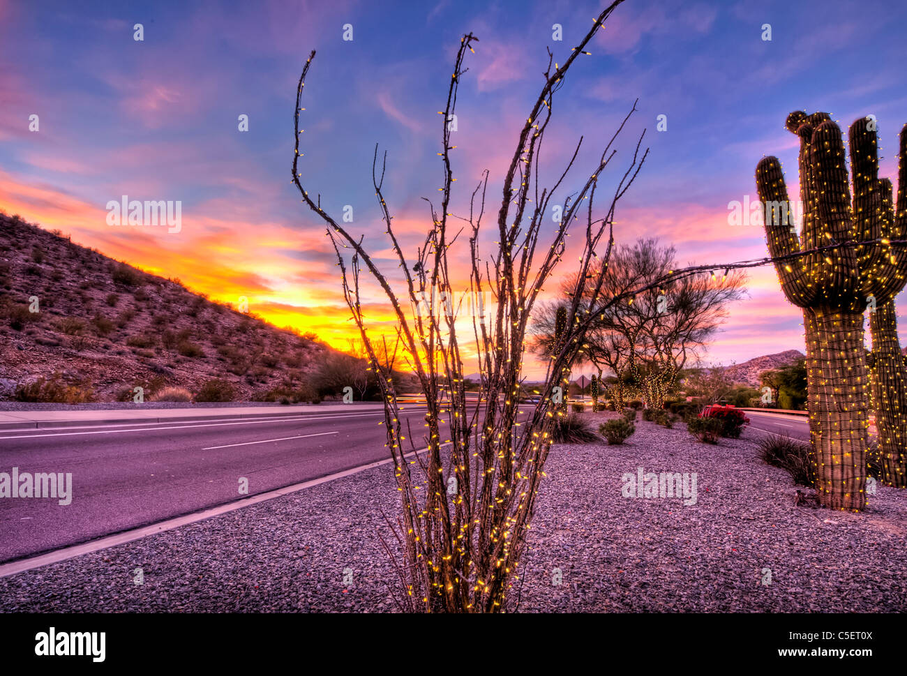 Diese riesigen Saguaro-Kaktus bedeckt gewesen in Weihnachtsbeleuchtung für die Weihnachtszeit in Phoenix, AZ Stockfoto