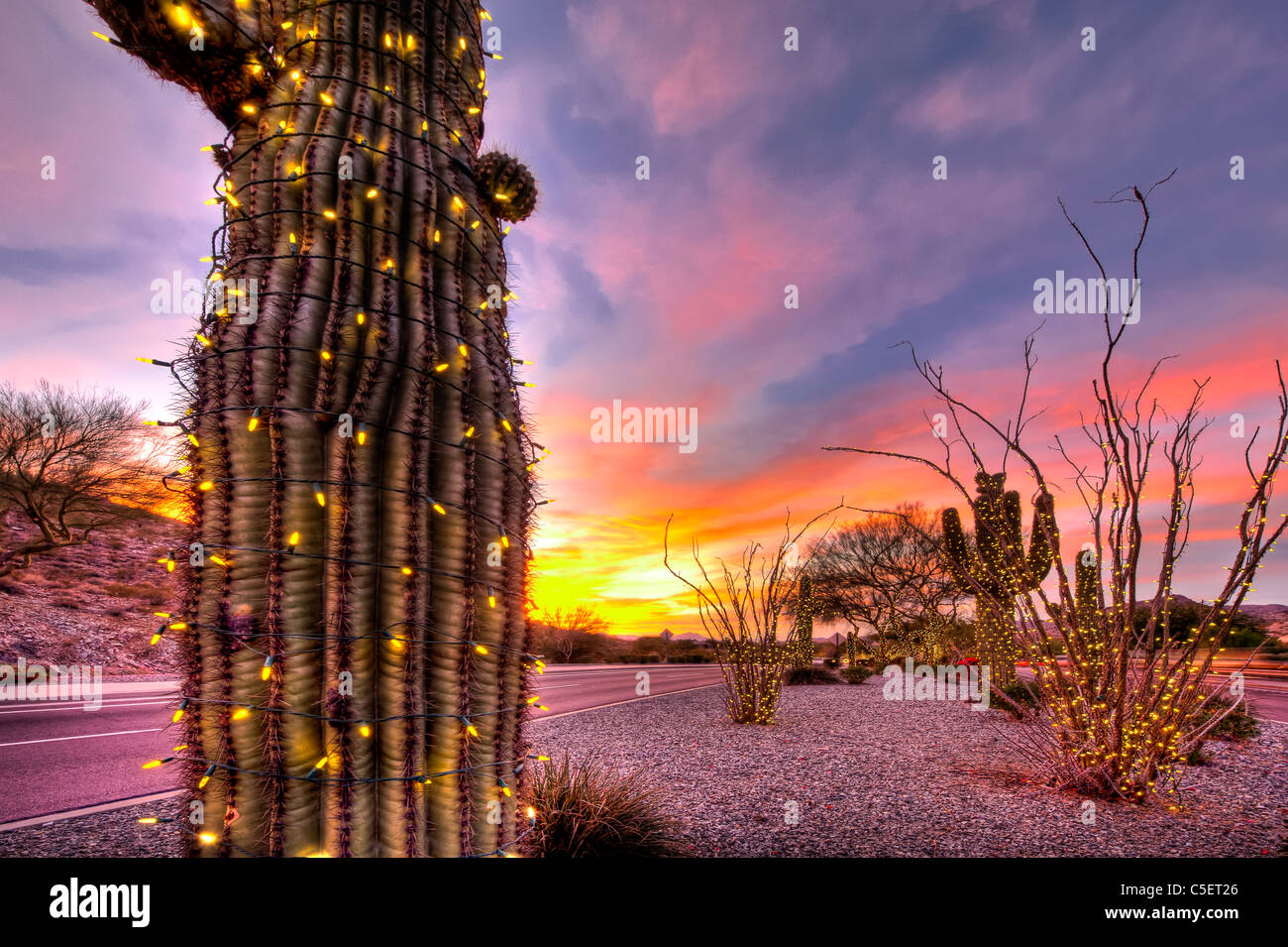 Diese riesigen Saguaro-Kaktus bedeckt gewesen in Weihnachtsbeleuchtung für die Weihnachtszeit in Phoenix, AZ Stockfoto