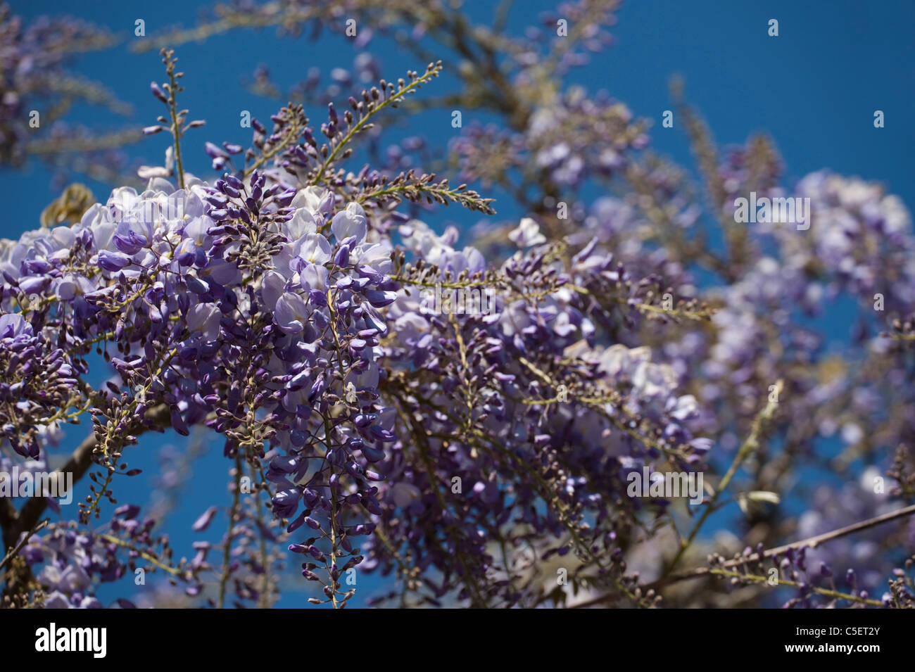 Glyzinien in voller Blüte im Frühjahr Stockfoto