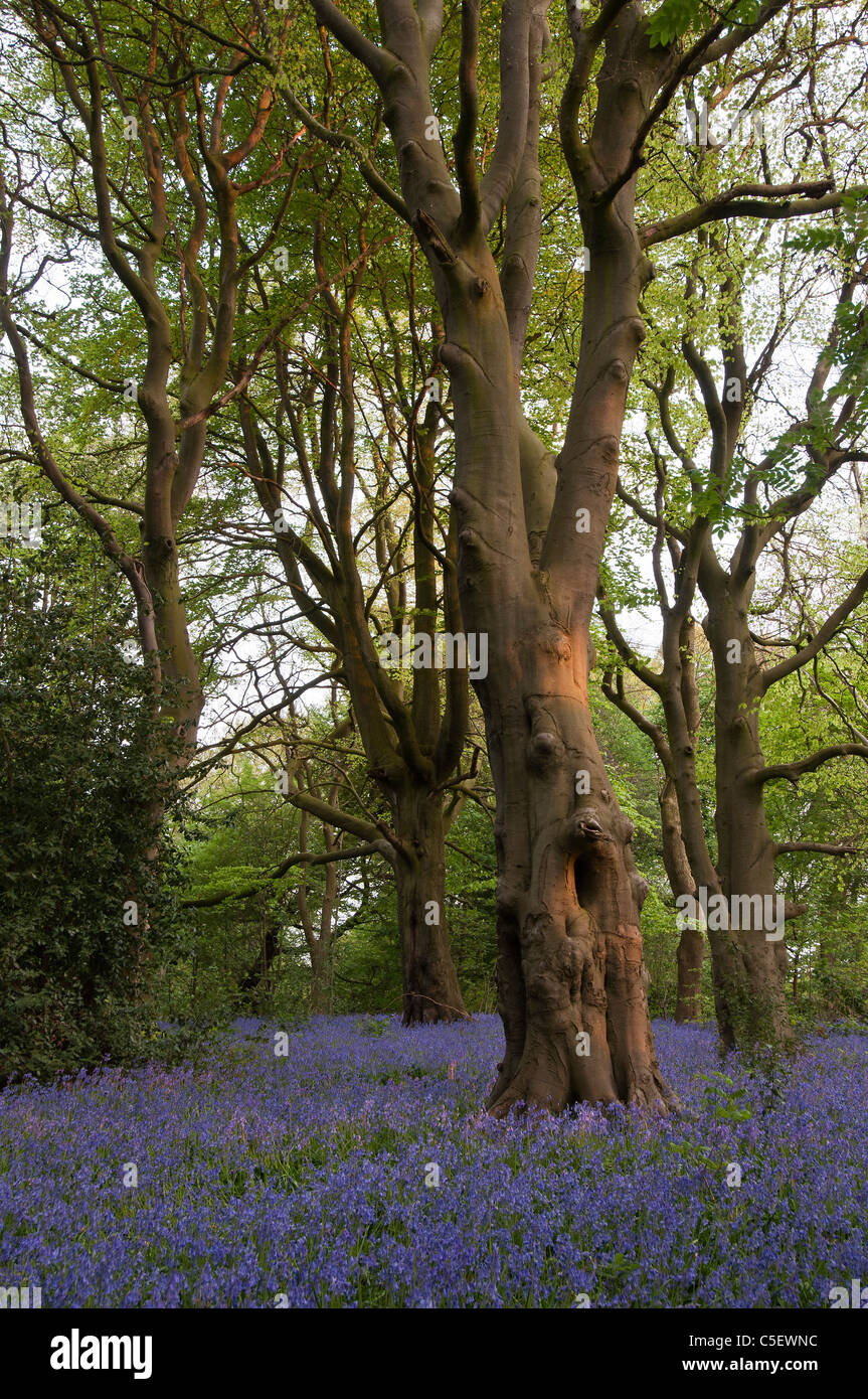 Buchenholz im Frühjahr Stockfoto