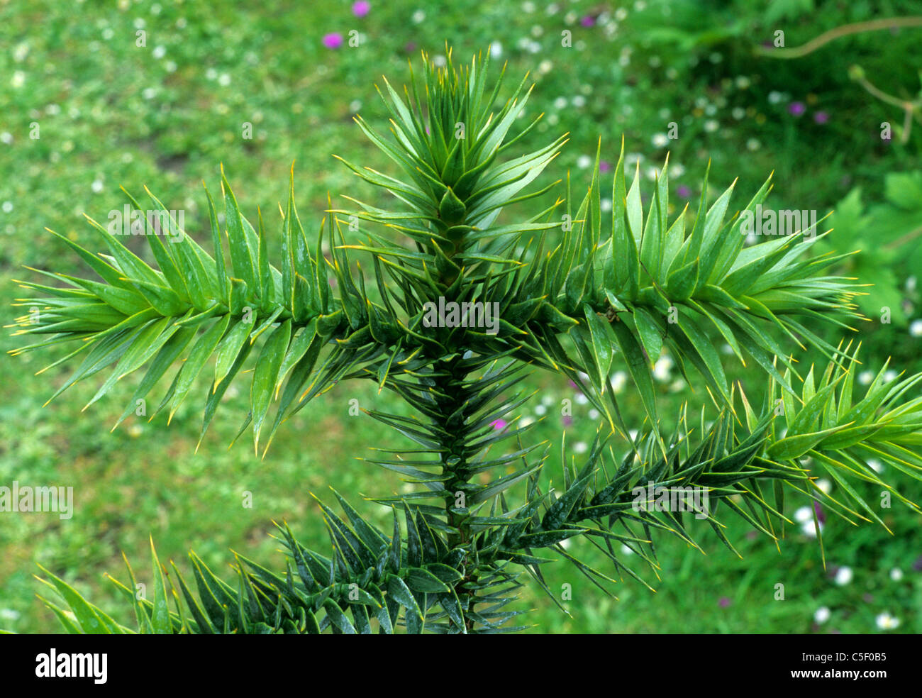 araucaria araucana monkey puzzle araukarien ratsel immergrun immergrune baum baume gartenpflanze pflanzen nadelbaum nadelbaume kiefer stockfotografie alamy