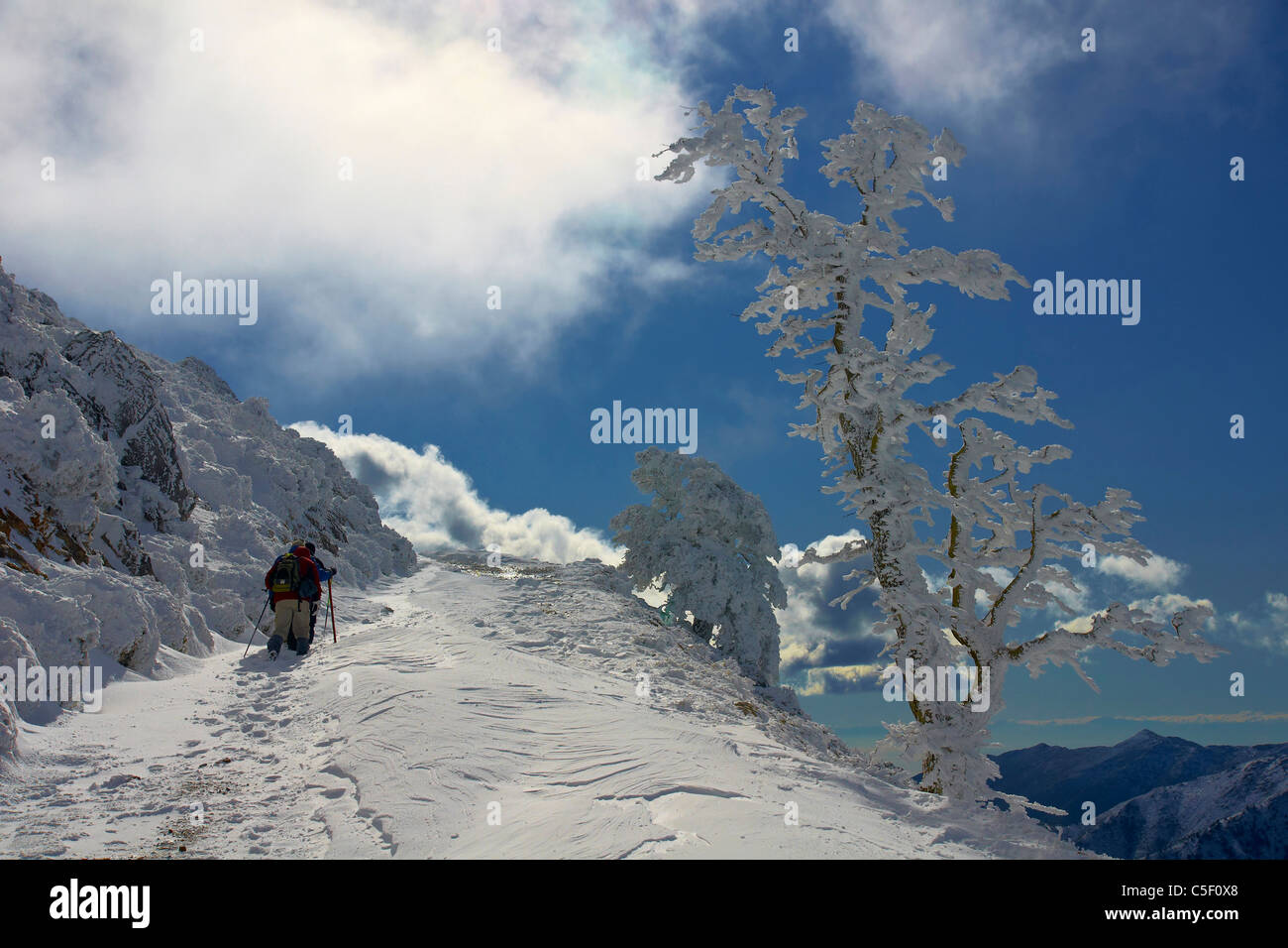 parque nacional sierra de las nieves, senderismo, excursión, invierno, Wandern, Schneeberge Winter Montaña Nieve Snowy Tree Natural Park andalusien Stockfoto