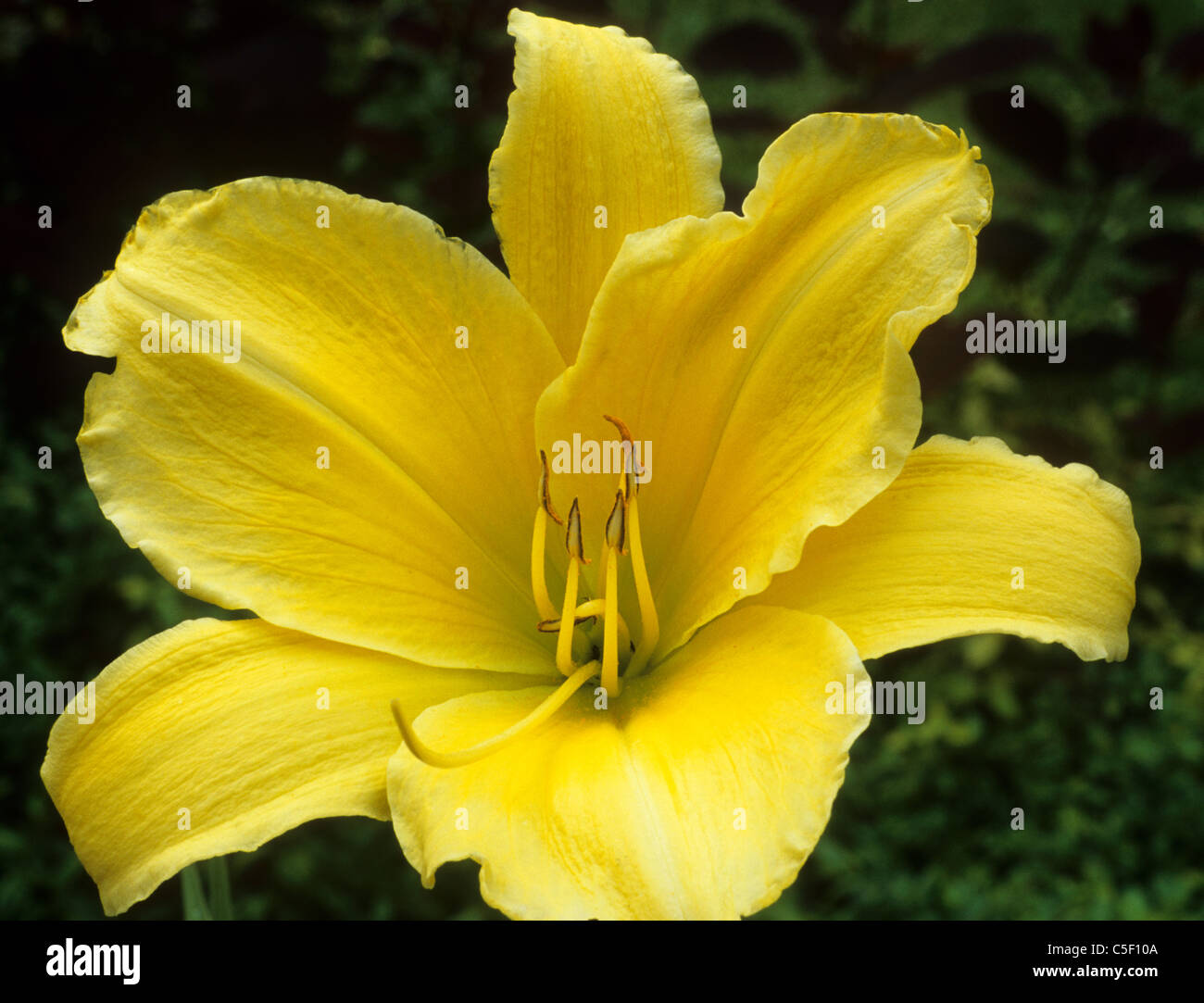 Hemerocallis "Big Bird" Taglilien Daylillies Taglilie Lillies gelbe Blume Blumen Garten Pflanzen Stockfoto