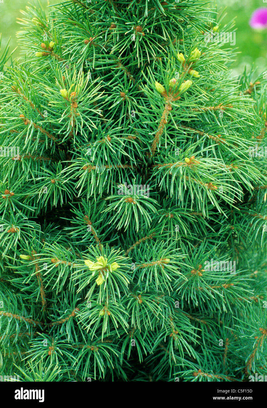 Picea Glauca Albertiana "Conica" Piceas Nadelbaum Koniferen Immergrün immergrüne Baum Bäume Gartenpflanze Pflanzen Fichte Stockfoto