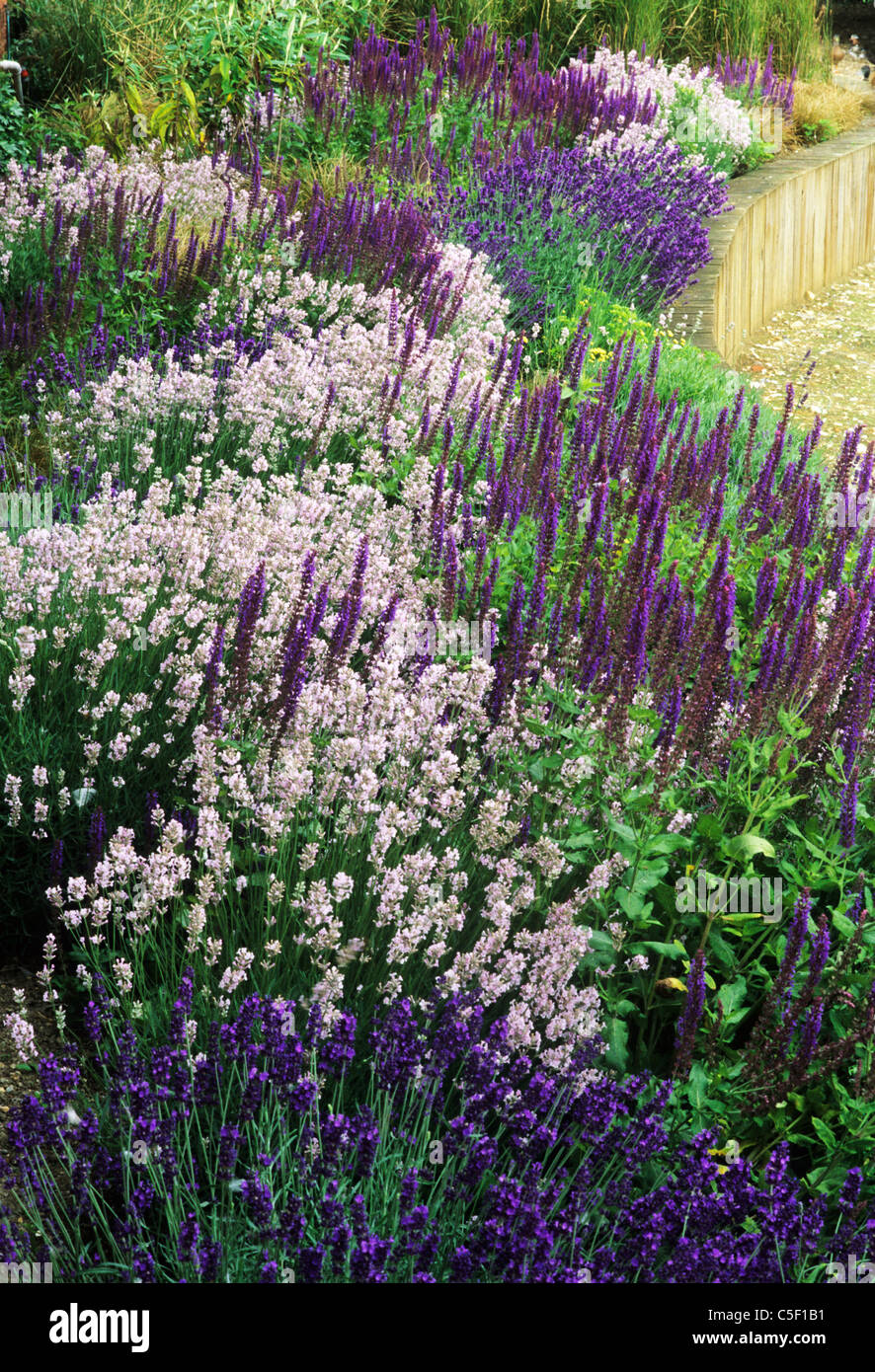Lila Rand, Hochbeet, Lavendel Lavandula Gartenpflanze Pflanzen Grenzen