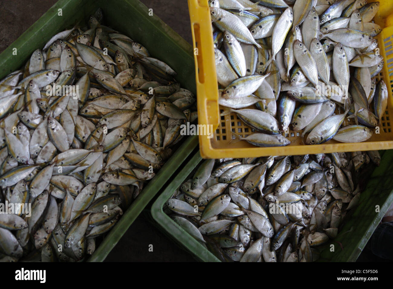 Fisch in Kisten, Pranburi Fischmarkt. Stockfoto