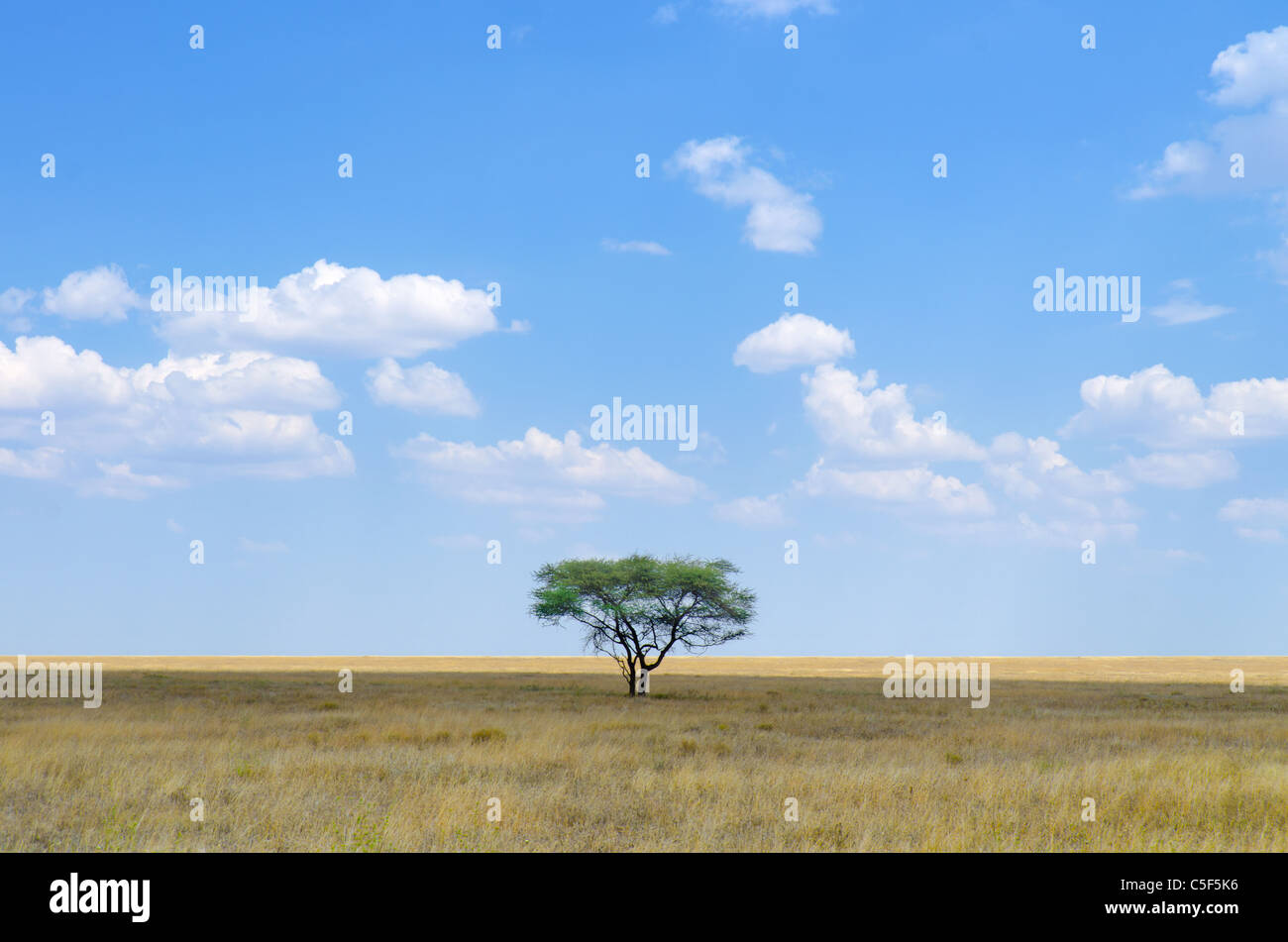 Ein Schuss von Acacia Tree in Serengeti Nationalpark, Tansania Stockfoto
