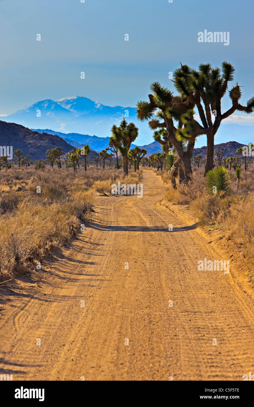Joshua Tree, Joshua Tree Nationalpark, Mojave-Wüste, Kalifornien, USA Stockfoto