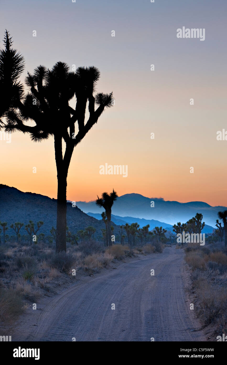 Joshua Tree, Joshua Tree Nationalpark, Mojave-Wüste, Kalifornien, USA Stockfoto