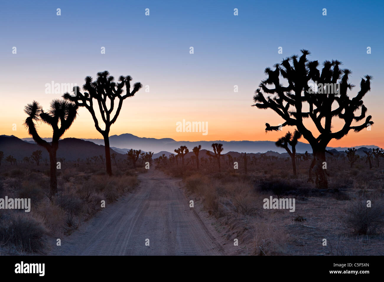 Joshua Tree, Joshua Tree Nationalpark, Mojave-Wüste, Kalifornien, USA Stockfoto