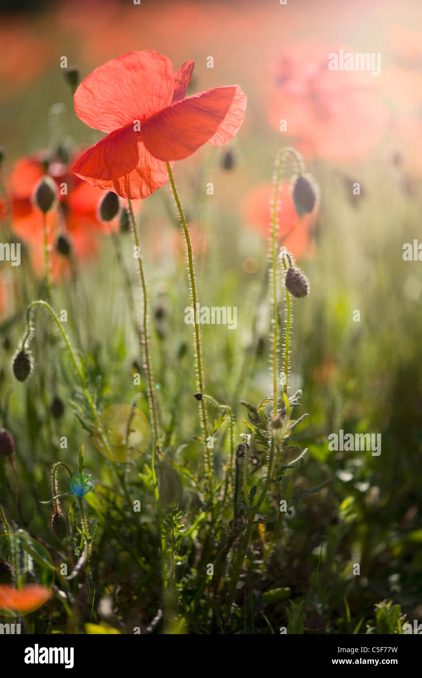 Papaver Rhoeas (gemeinsame Namen Incl (häufige Namen enthalten Klatschmohn, Mais rose, Feld Mohn, Flandern Mohn, roter Mohn, roter Unkraut. Stockfoto