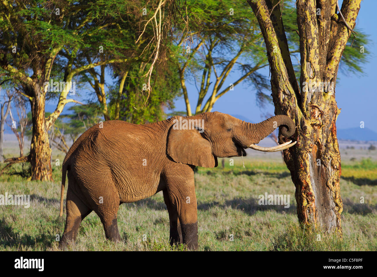 Afrikanischer Elefant (Loxodonta Africana) Stockfoto