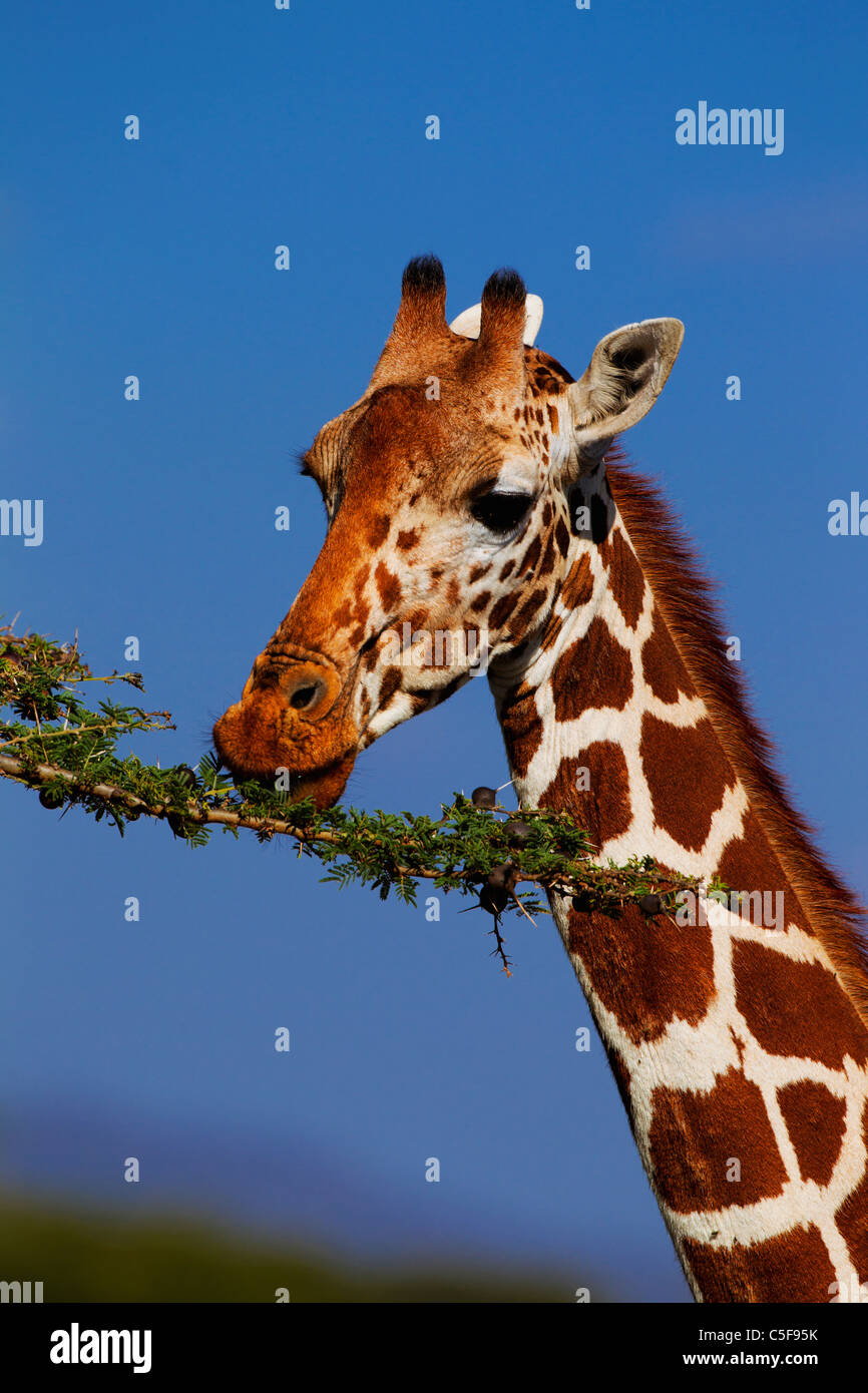 Mustervariation der netzförmigen Giraffe aus Nordost-Afrika North East Africa Stockfoto