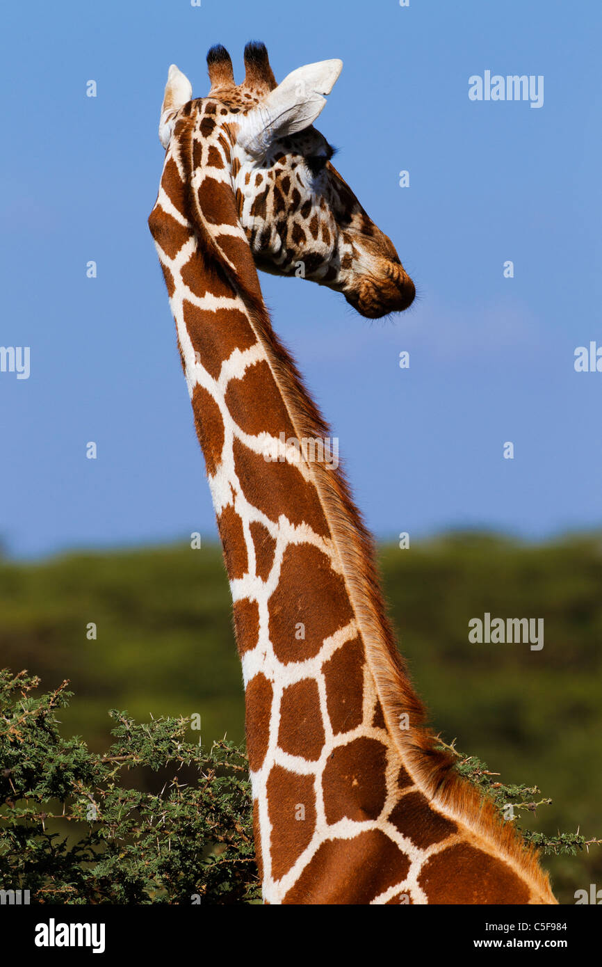 Mustervariation der netzförmigen Giraffe aus Nordost-Afrika North East Africa Stockfoto