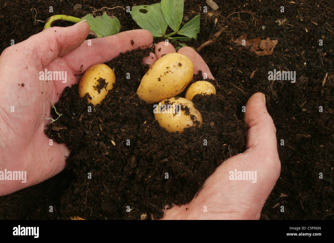 Hände, die Ernte von frischer neuen Kartoffeln aus dem Boden Stockfoto