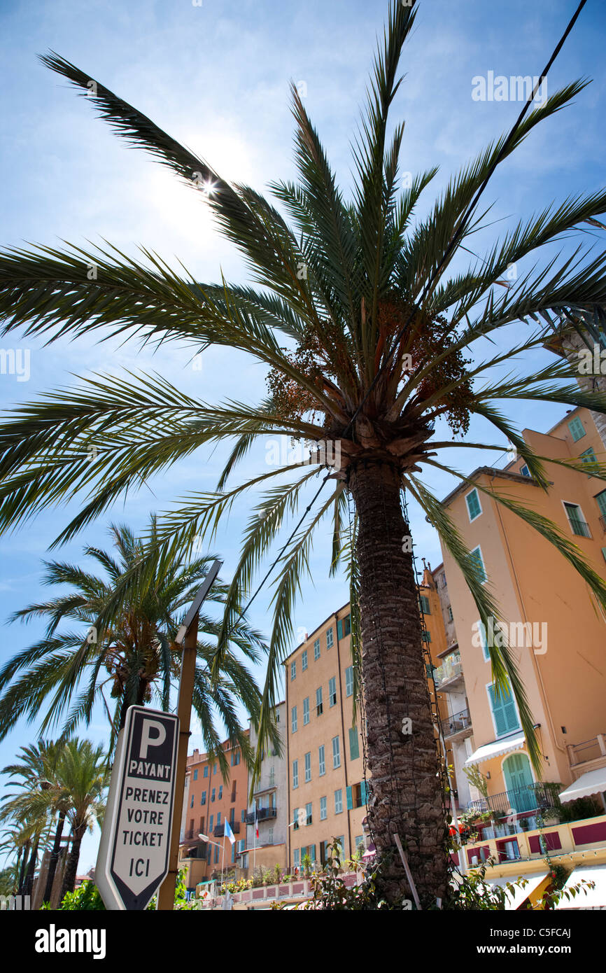 Palmen und mediterranen Gebäude, Menton, Cote d ' Azure, Frankreich Stockfoto